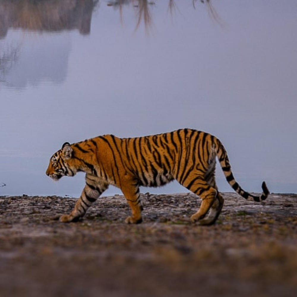 Meet your Posher, Posh